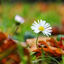 Leaf, daisy, dry