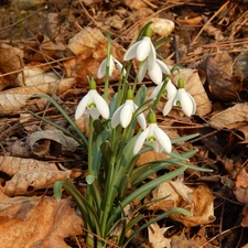 Leaf, snowdrops, dry