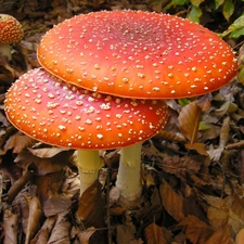 Leaf, toadstools, dry