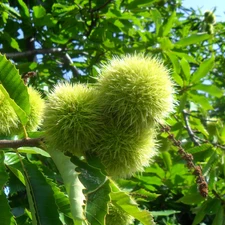 Leaf, chestnuts, edible