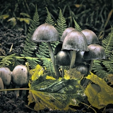 Leaf, toadstools, fern