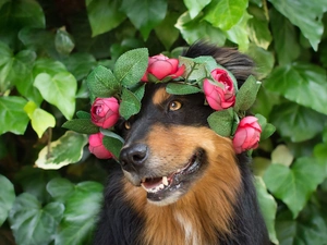 muzzle, dog, Flowers, Leaf, wreath, Australian Shepherd