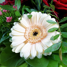 Plants, decorative, Gerbera, Leaf, Colourfull Flowers