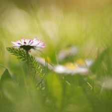 daisy, green ones, Leaf, Colourfull Flowers