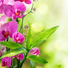 Leaf, orchid, Flowers