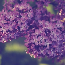 Flowers, plant, Leaf, without