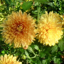 Leaf, Yellow, Flowers