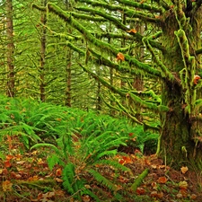 forest, fern, Leaf, mosses