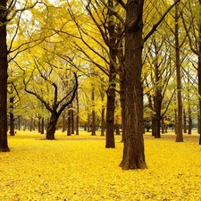 forest, Yellow, Leaf, autumn