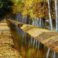 trees, autumn, Leaf, fossa, viewes, birch