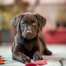 Leaf, chocolate, fuzzy, background, Pavement, Labrador Retriever