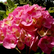 Leaf, Garden, hydrangea, Pink, Colourfull Flowers