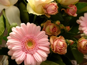 Gerbera, Buds, Leaf, roses