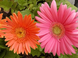 gerberas, Leaf