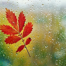 Glass, Autumn, leaf, Rain