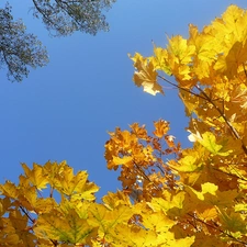 Golden, Leaf