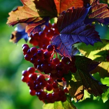 Leaf, change, Grapes