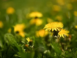 dandelion, Leaf, grass, Colourfull Flowers