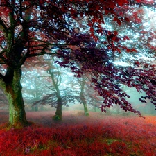 Leaf, grass, viewes, Red, trees