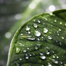 leaf, drops, Green