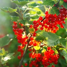 red hot, Twigs, Leaf, currant