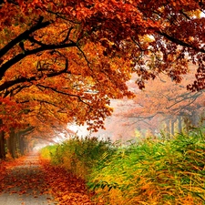 Leaf, lane, trees, viewes, color