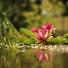 Waterlily, Water lilies, Leaf, rapprochement, Flowers, Nenufary
