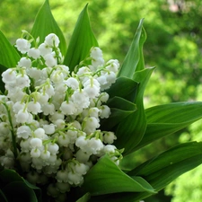 lilies, Leaf