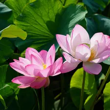 Leaf, Flowers, lotus