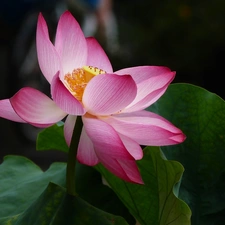 lotus, Colourfull Flowers, Leaf, bloom