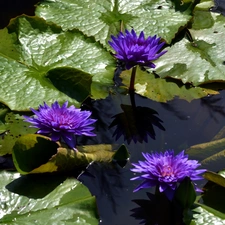water-lily, Flowers, Leaf