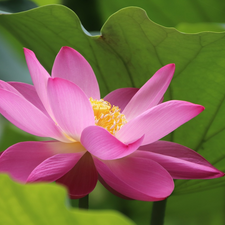 leaf, Pink, lotus