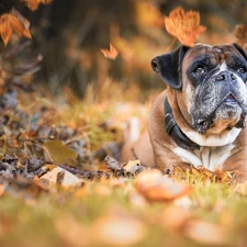 lying, boxer, Leaf, dog