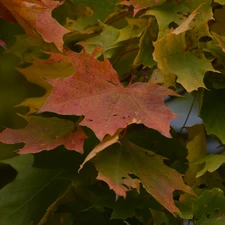 maple, Colored, Leaf, Autumn
