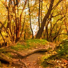 Leaf, mosses, forest, fallen, Autumn