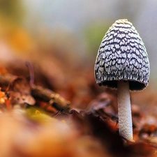 Mushrooms, Leaf