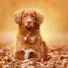 Retriever Nova Scotia, Leaf