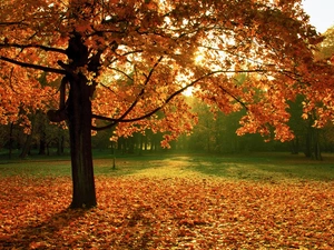 trees, autumn, fallen, Leaf, maple, Park