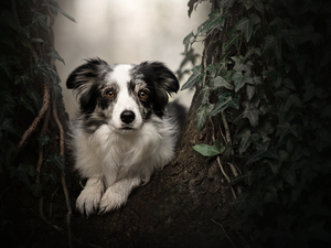 muzzle, dog, plant, Leaf, trees, Border Collie
