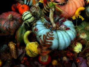 pumpkin, dry, Leaf, Plant