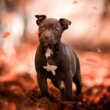 Leaf, dog, Puppy