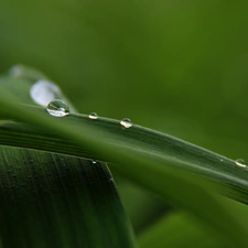 Leaf, drops, Rain