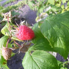 Leaf, Fruits, raspberries