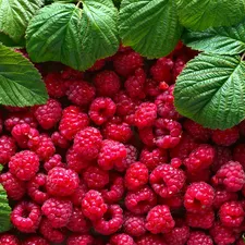 raspberries, Leaf