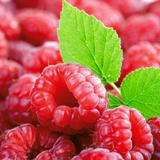 Red, Green, leaf, raspberries