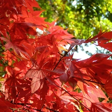 Leaf, maple, Red