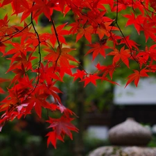 Red, Leaf