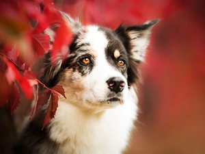Description: Dog, muzzle, Leaf, Australian Shepherd