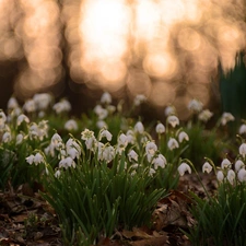 snowdrops, Leaf