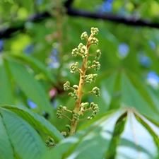 Leaf, chestnut, speed